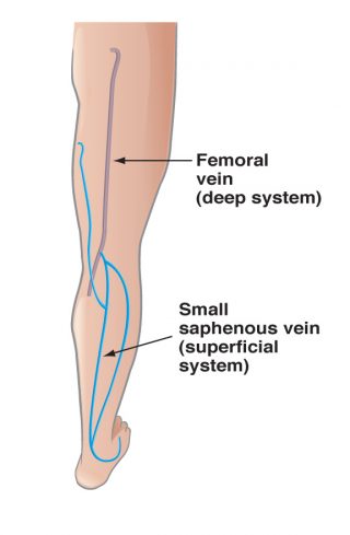 back of leg vein anatomy