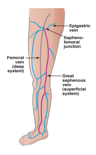 Front of leg vein anatomy