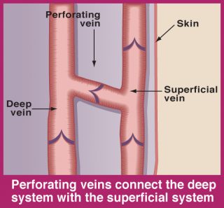 perforating vein anatomy